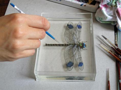 Hisham Echafaki - Queens Head Dragonfly