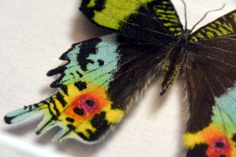 Hisham Echafaki - Sunset Moth (detail)